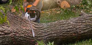 Best Tree Preservation Services  in Odessa, FL