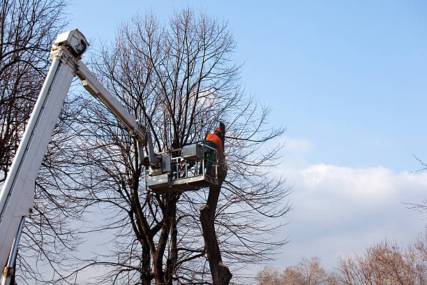 Best Tree Cabling and Bracing  in Odessa, FL