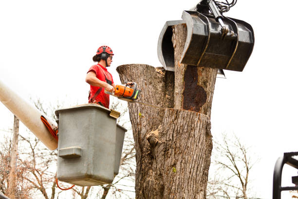 Best Tree Disease Treatment  in Odessa, FL